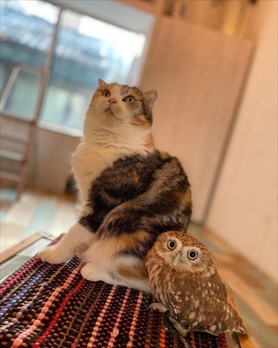 フクロウコーヒー