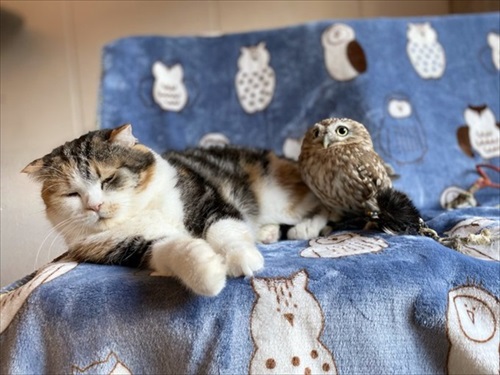 フクロウコーヒー