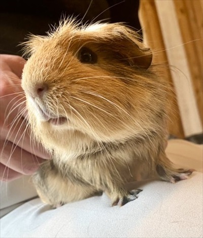 フクロウコーヒー