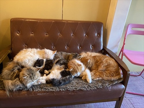 フクロウコーヒー