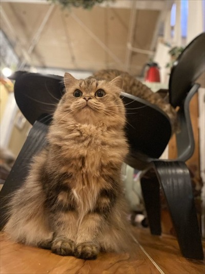 フクロウコーヒー