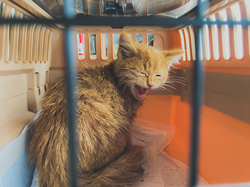 保護直後の猫ちゃん