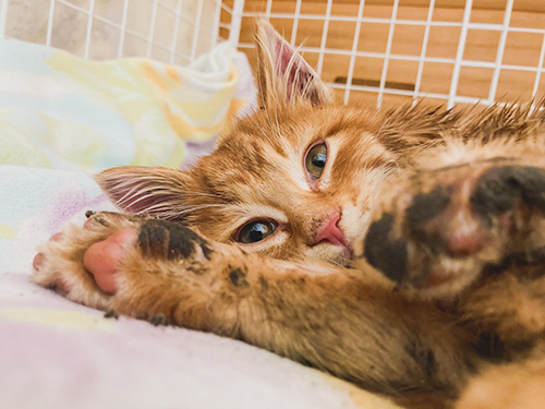 肉球を見せる子猫