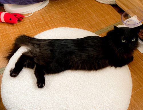 先住の黒猫ちゃん