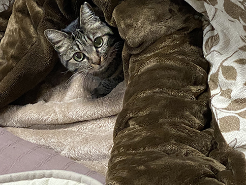  こたつに入るしじみちゃん