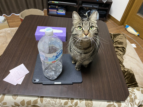  こたつに乗るしじみちゃん