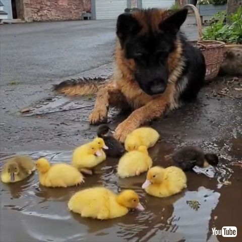 Loves Looking After Ducklings