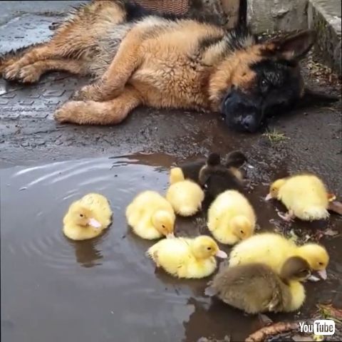 Loves Looking After Ducklings
