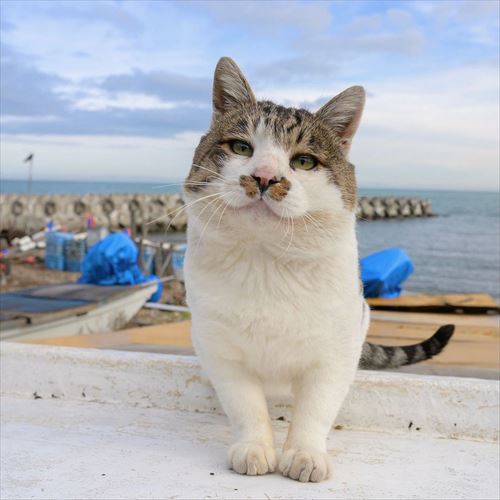 猫