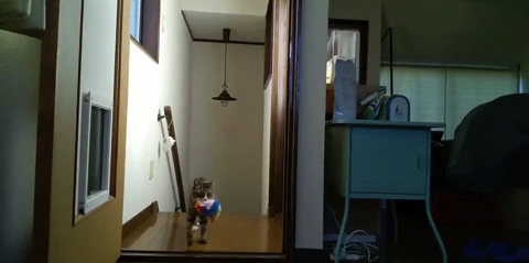 ぬいぐるみと猫
