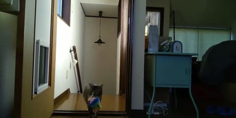 ぬいぐるみを運ぶ猫ちゃん