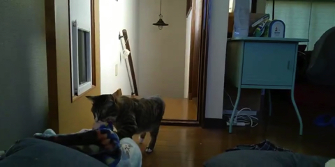 ぬいぐるみを運ぶ猫ちゃん
