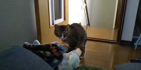 ぬいぐるみを運ぶ猫ちゃん