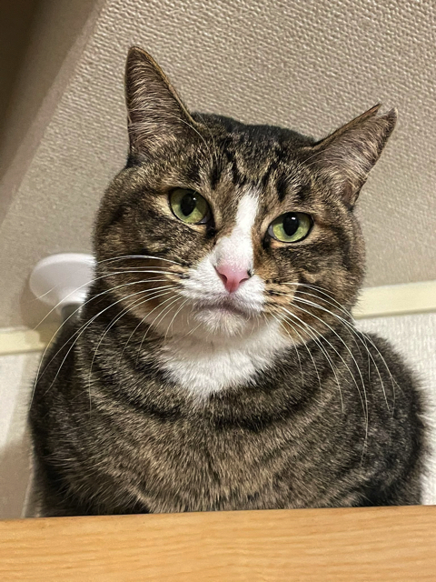 ぬいぐるみを運ぶ猫ちゃん