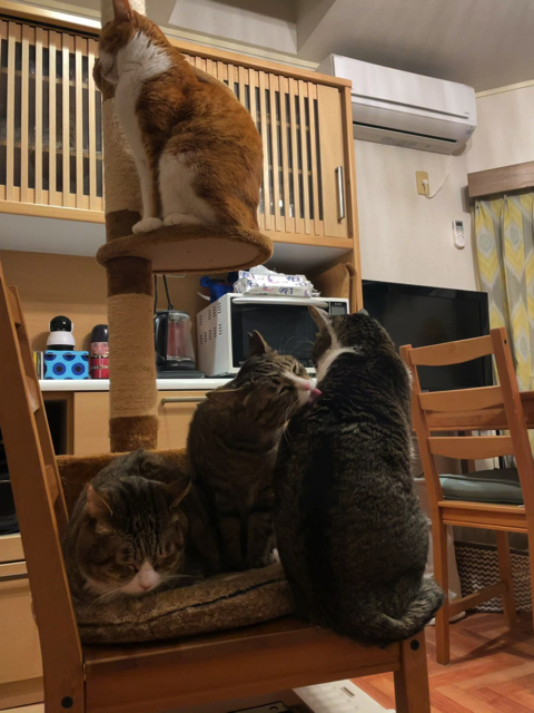 ぬいぐるみを運ぶ猫ちゃん