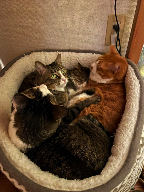 ぬいぐるみを運ぶ猫ちゃん