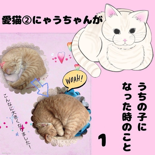 「愛猫2にゃうちゃんがうちの子になった時のこと1」