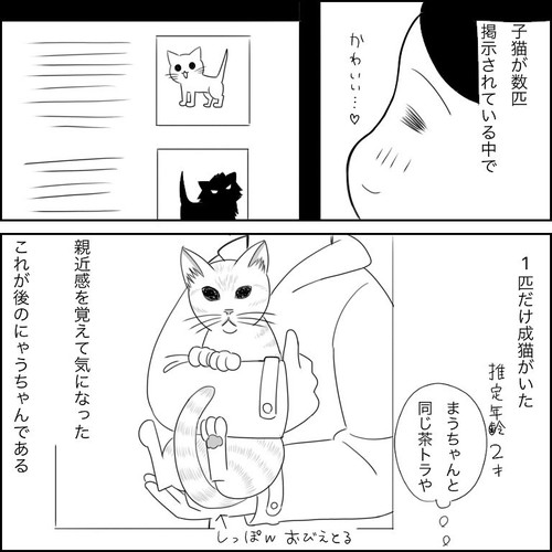 「愛猫2にゃうちゃんがうちの子になった時のこと1」