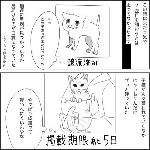 「愛猫2にゃうちゃんがうちの子になった時のこと1」