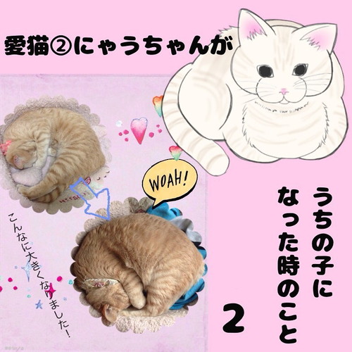 「愛猫2にゃうちゃんがうちの子になった時のこと2」