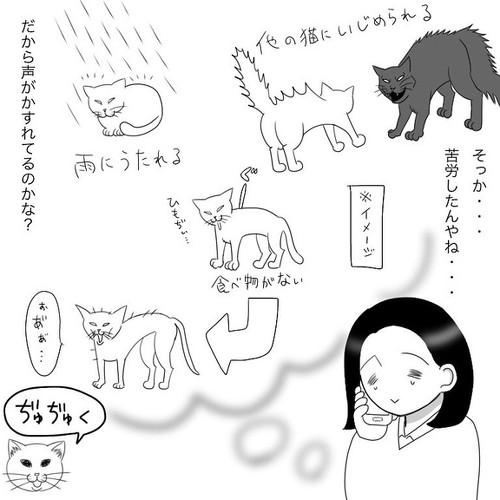 「愛猫2にゃうちゃんがうちの子になった時のこと2」