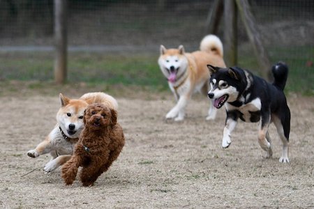 犬の表情