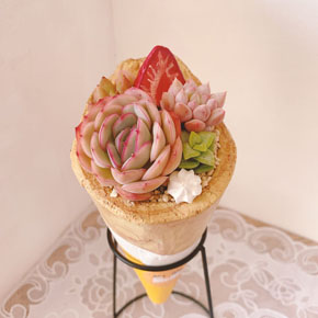 クレープ鉢植え