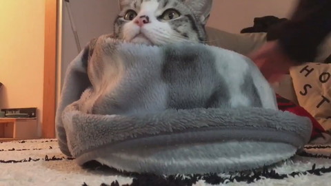 過保護に暖められているハクちゃん