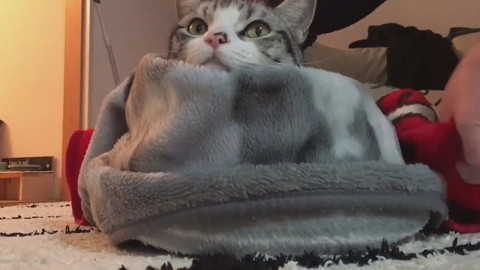 過保護に暖められているハクちゃん