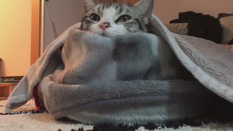 過保護に暖められているハクちゃん