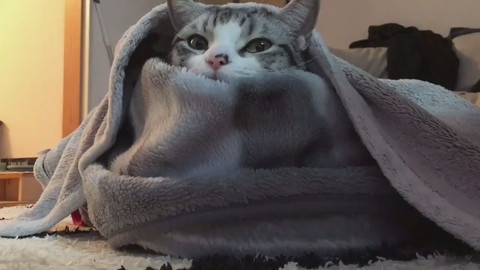 過保護に暖められているハクちゃん