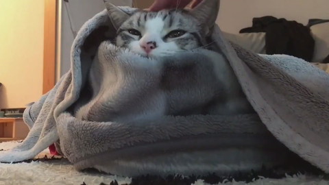 過保護に暖められているハクちゃん