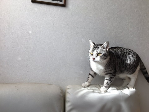 過保護に暖められているハクちゃん