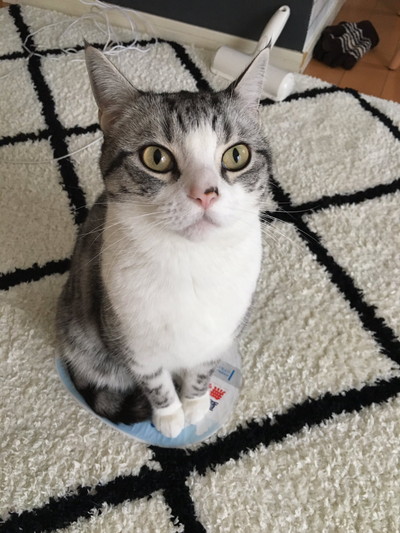 過保護に暖められているハクちゃん