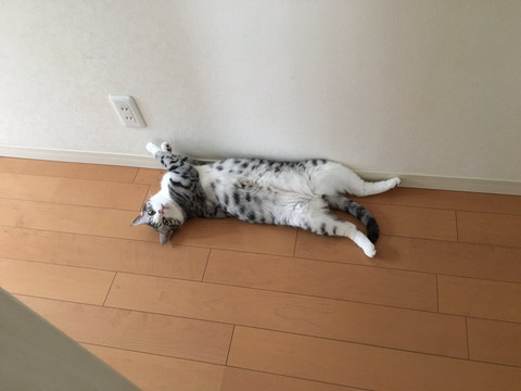 過保護に暖められているハクちゃん