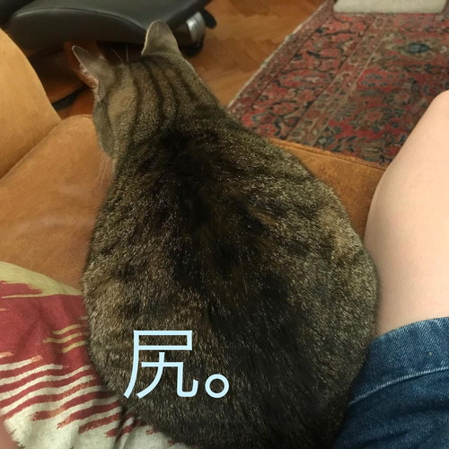 「ツンデレ猫は〇〇でものを語る」