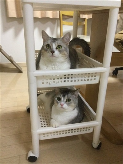 サイドワゴンに入る猫ちゃん