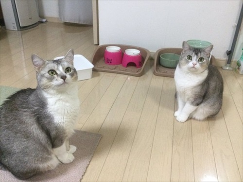 サイドワゴンに入る猫ちゃん