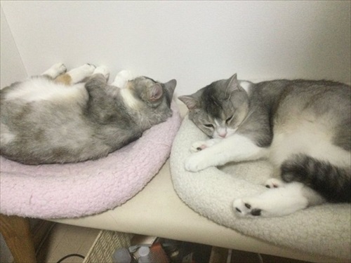 サイドワゴンに入る猫ちゃん