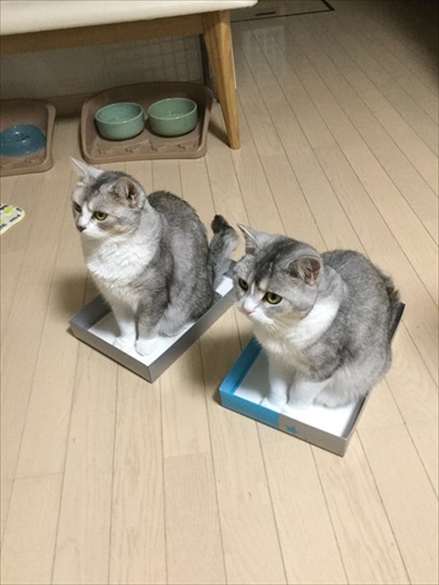 サイドワゴンに入る猫ちゃん