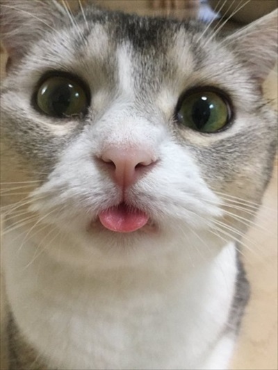 サイドワゴンに入る猫ちゃん