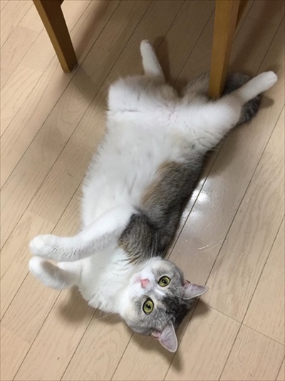 サイドワゴンに入る猫ちゃん