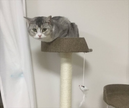 サイドワゴンに入る猫ちゃん