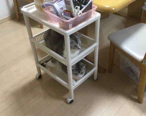 サイドワゴンに入る猫ちゃん