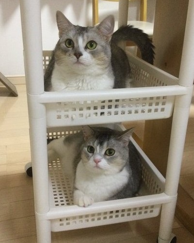 サイドワゴンに入る猫ちゃん