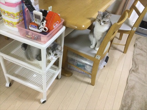 サイドワゴンに入る猫ちゃん