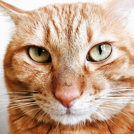 イケメンねこちゃんアップ