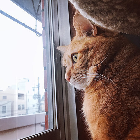 外を見る猫ちゃん