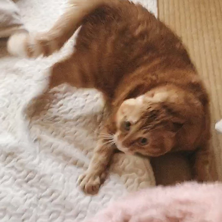 実写猫ちゃん立ち