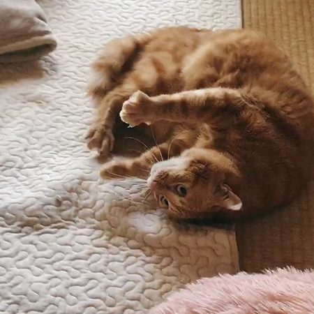 実写猫ちゃん寝ころび腕上げ
